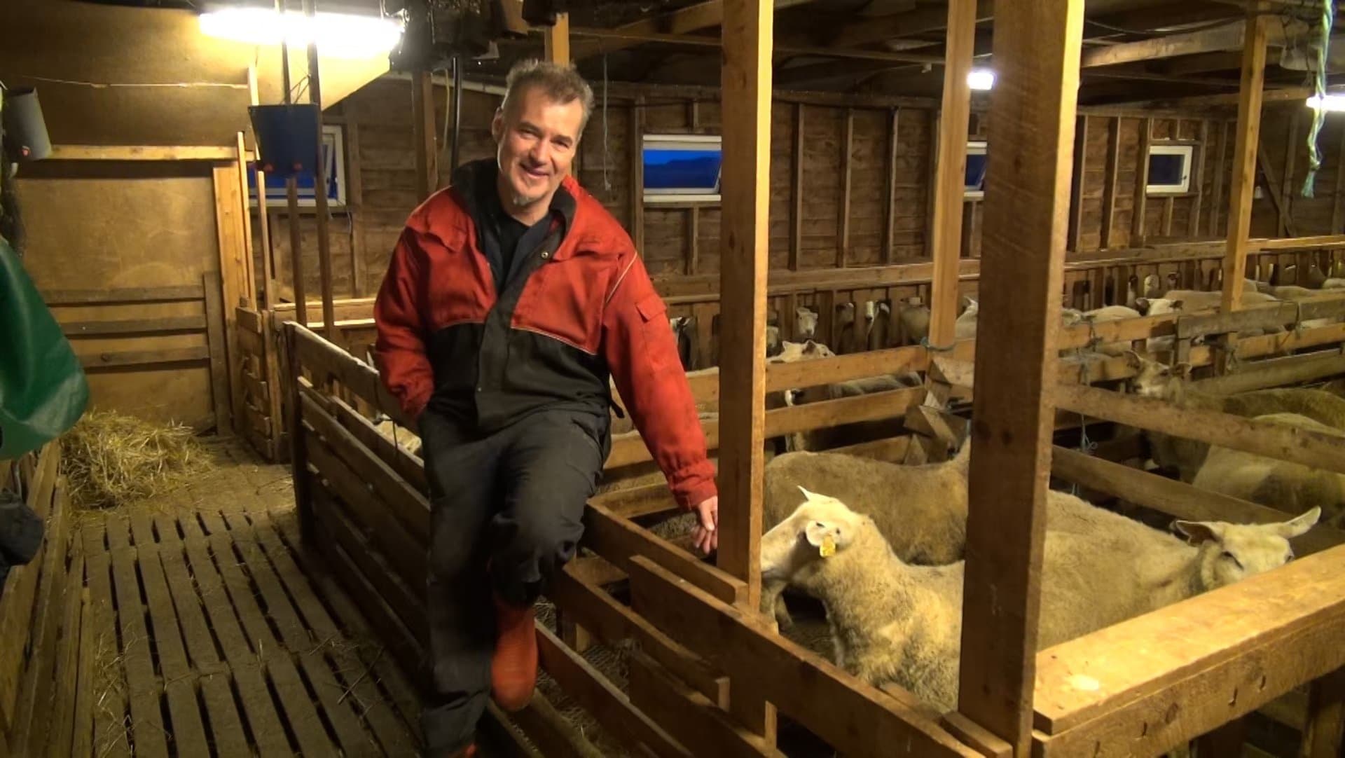Alf Steinhovden i rød arbeidsjakke, sittende på grinda i sauefjøset med sauer ved siden av